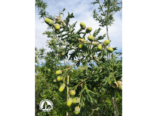 Quercus robur   'Irtha'